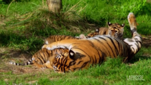 Inca, Zac e Crispin: i cuccioli di tigre nati allo zoo di Londra