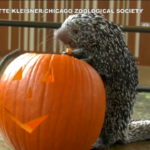 Halloween, allo zoo di Brookfield zucca per tutti gli animali