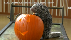Halloween, allo zoo di Brookfield zucca per tutti gli animali