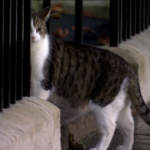 Regno Unito, il gatto Larry attende il nuovo premier Sunak
