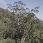 Brasile, trovato l’albero più alto dell’Amazzonia