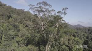 Brasile, trovato l’albero più alto dell’Amazzonia