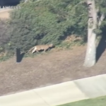 Los Angeles, puma libero in città: interviene la polizia