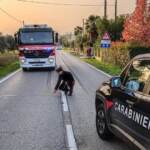 Treviso, scarcerato investitore di Miriam Ciobanu