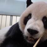 Taiwan, panda Tuan Tuan è malato: arrivano in aiuto due esperti cinesi