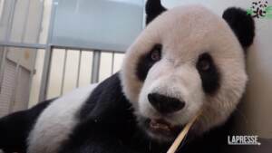 Taiwan, panda Tuan Tuan è malato: arrivano in aiuto due esperti cinesi