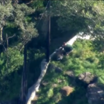 Sydney, leoni fuggono da recinto dello zoo