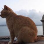 Porto Rico invasa dai gatti, autorità valutano rimozione