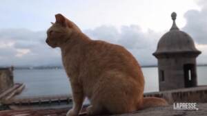 Porto Rico invasa dai gatti, autorità valutano rimozione
