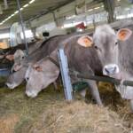 Incidenti lavoro, veterinaria muore schiacciata da mucca