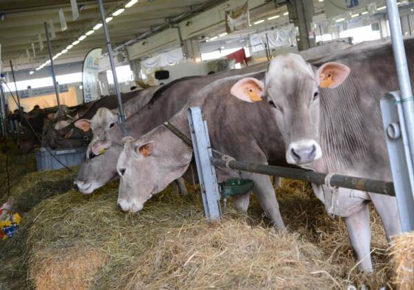 Montichiari, 89esima Fiera Agricola Zootecnica