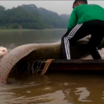 Brasile, il pesce più grande dell’Amazzonia