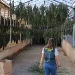 Spagna, sequestrate 32 tonnellate di marijuana