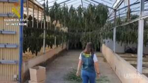 Spagna, sequestrate 32 tonnellate di marijuana