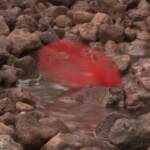 Cina, città-spugna contro i cambiamenti climatici