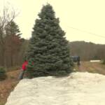 Natale, l’albero per la Casa Bianca