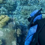 Clima, Grande Barriera Corallina colpita da riscaldamento globale