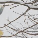 Ucraina, nevica su Kiev: blackout elettrici