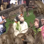 Thailandia, ecco il Monkey Feast Festival