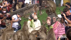 Thailandia, ecco il Monkey Feast Festival