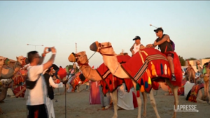 Qatar 2022, cammelli protagonisti dei Mondiali