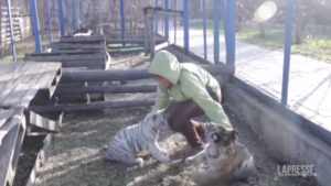 Ucraina, cuccioli di leone tra macerie a Mariupol