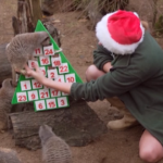 Animali, zoo di Londra si prepara al Natale