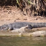 Australia, aumentano i coccodrilli nel fiume Ord