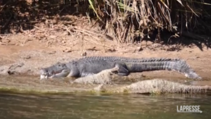 Australia, aumentano i coccodrilli nel fiume Ord