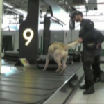 Bologna, sequestrati 4mila farmaci illegali