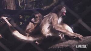 Venezuela, baby scimmia ragno in zoo a Caracas