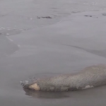 Russia, strage di foche in Mar Caspio