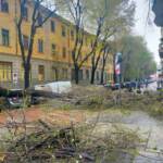 Milano, albero su auto a Sant’Ambrogio