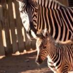 Torino, al Bioparco Zoom nasce primo cucciolo di zebra