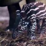 Regno Unito, nato rarissimo tapiro malese