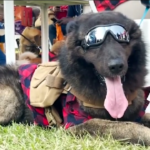 Nigeria, a Lagos il carnevale dei cani