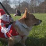 Londra, passeggiata corgis per l’omaggio alla Regina Elisabetta