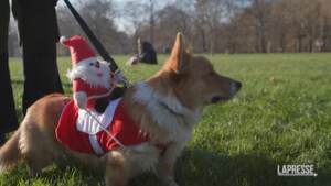 Londra, passeggiata corgis per l’omaggio alla Regina Elisabetta