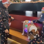 Torino, al Bulldog Day 200 cani in versione natalizia