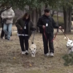 Sud Corea, cani donati da Kim finiscono in zoo