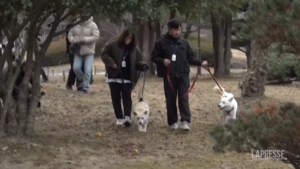 Sud Corea, cani donati da Kim finiscono in zoo