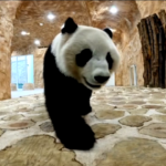 Qatar 2022, il panda ‘veggente’ prevede terzo posto Croazia