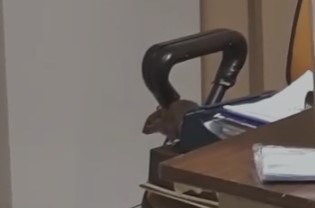Cagliari, topi in ospedale oncologico
