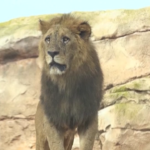 Marocco, nello zoo di Rabat gli ultimi leoni dell’Atlante