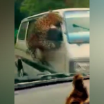 India, leopardo salta staccionata e attacca auto