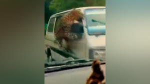 India, leopardo salta staccionata e attacca auto