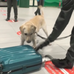 Bologna, traffico di animali: controlli in aeroporto