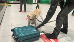Bologna, traffico di animali: controlli in aeroporto