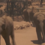 Kenya, siccità: animali lottano per la sopravvivenza