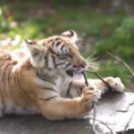 Germania, cuccioli di tigre siberiana nello zoo di Bell